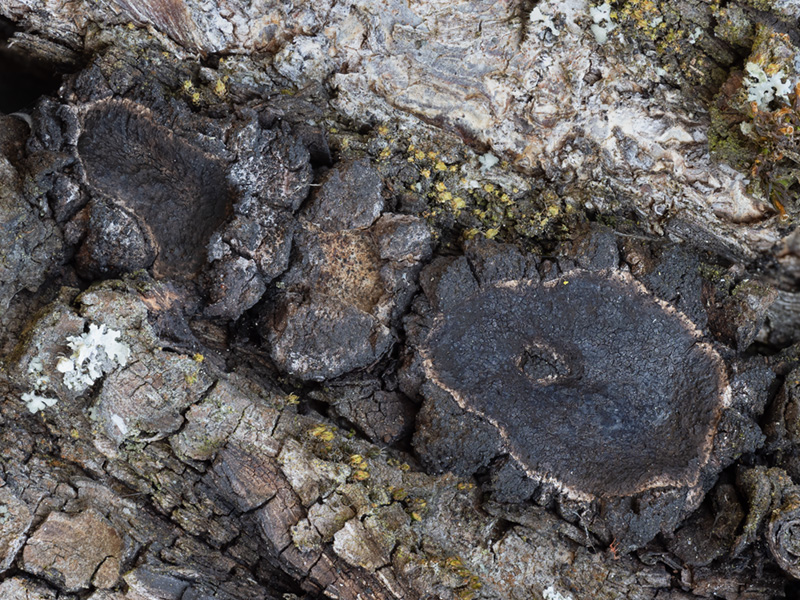 Biscogniauxia simplicior Biscogniauxia simplicior